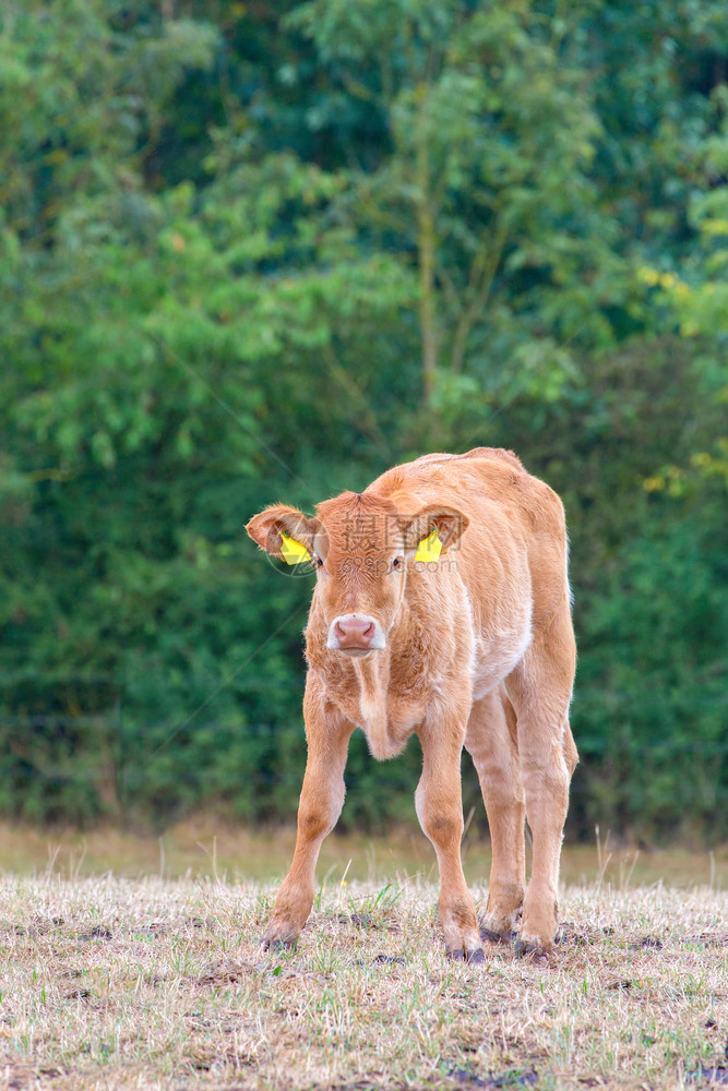 小牛哺乳动物一只棕牛角站在干黄草原上微小的图片