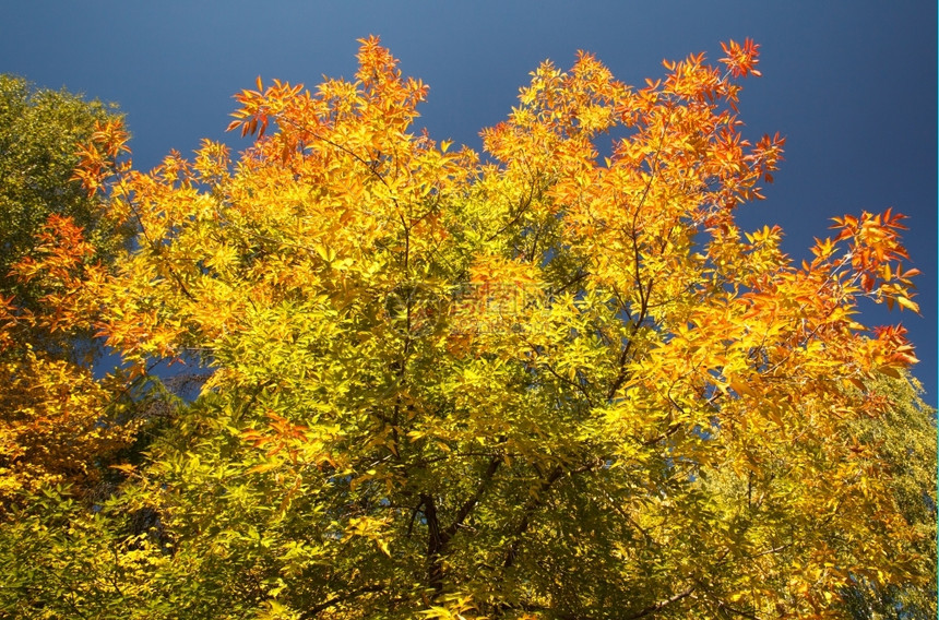 树叶清除转弯明日秋晴朗的一天落叶图片