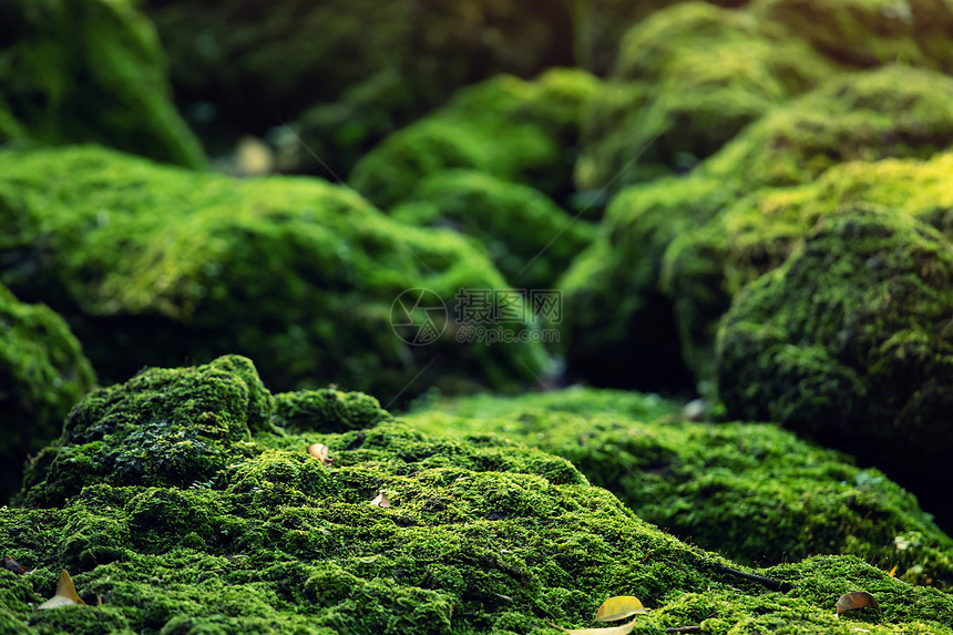 在雨林中自然美的绿苔草墙质地新鲜的图片