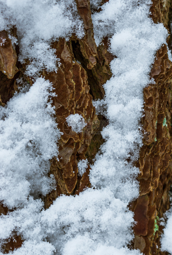 冬季关紧树皮的宏雪上覆盖树皮自然质地背景木头棕色的冷若冰霜图片