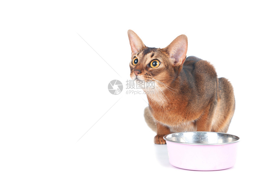 年轻的短发猫坐在一个空碗前手表饿着肚子孤立在白饥饿猫概念上放文字的地方为了图片
