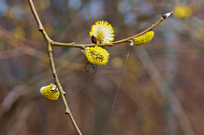 年轻的分支花粉柳树蕾枝上的蓬松芽柳树枝上的蓬松芽柳树花蕾图片