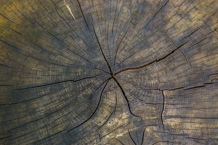 界黑暗的旧树条年圆环和裂缝木形图案自然背景树桩图片