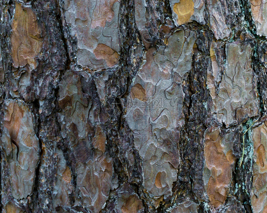 橡木在大型封闭天然林背景纹理中树干皮大季节墙纸图片