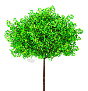 在白色3D插图上隔离的绿树美丽自然硬木图片