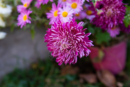 美丽的粉紫色菊花鲜艳的束美丽粉紫色菊花鲜艳束盛开红色新鲜图片