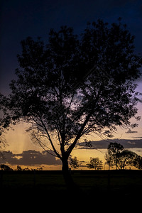 自然景观在墨西哥哈利斯科的春天风景中日落时的大树环绕着背影日出图片