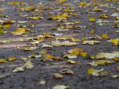 装饰地面黄色叶子关闭中地焦点对季节秋图片