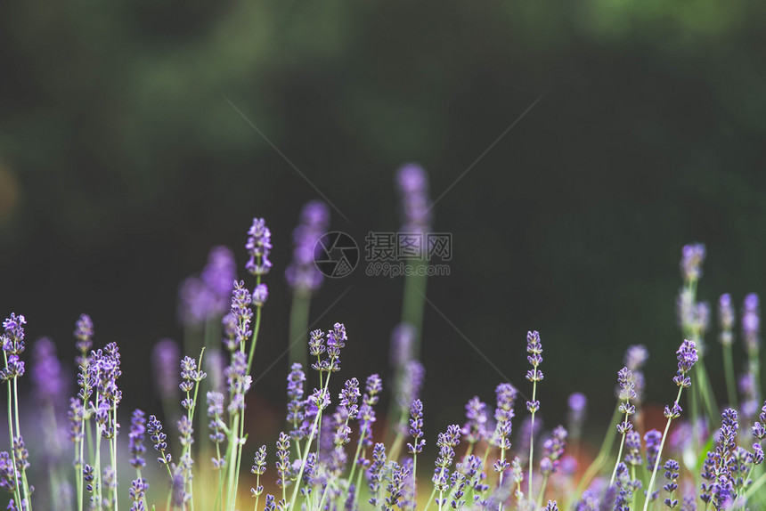 美丽的熏衣草花丛图片