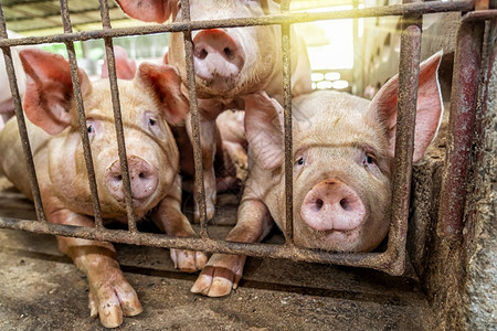工业的猪养殖场业的幼保护食物图片