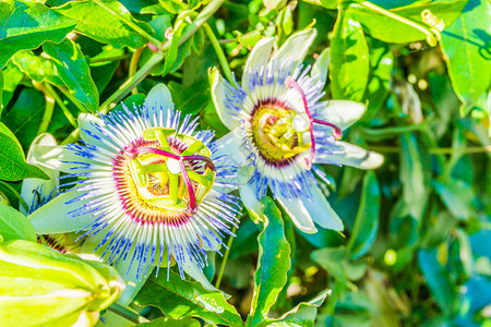 粉色的雏菊热辣花朵紧贴着激情的花朵植物白色和紫叶子图片