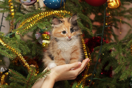 圣诞树和小猫咪图片