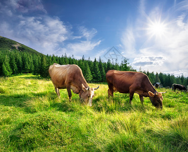 草地乡村的动物绿草山牧场上的奶牛绿草山牧场上的奶牛图片