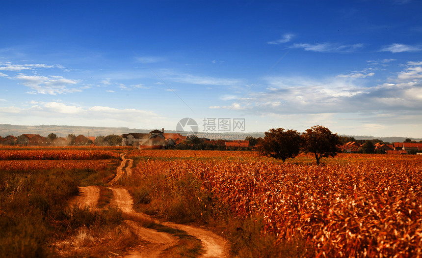 在职的晴天欧洲美丽玉米田景准备在阳光夏日收割的CornField追踪图片