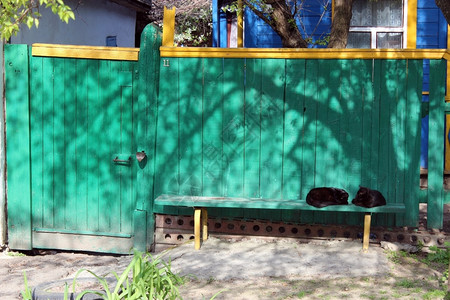 两只黑猫躺在农村长椅上年轻的安静衬套图片
