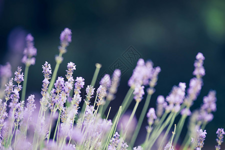 香水夏天淡紫色背景与bokoh刻度植物图片
