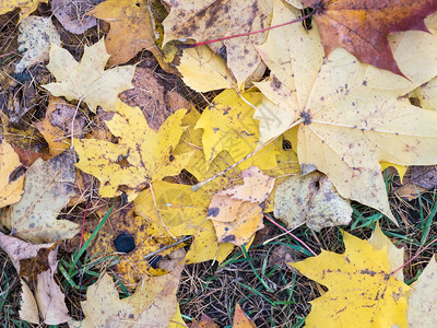 黄叶落于地上秋天背景十月棕色的红图片