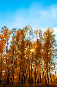 秋天的金色森林图片