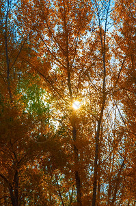 秋季树林透过的光背景图片