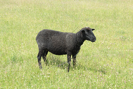 反刍动物牧草绿上放的黑羊帕特代尔小牛高清图片