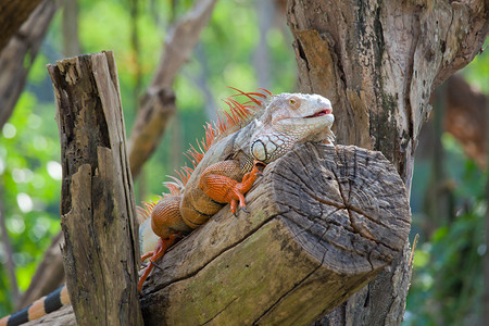 闲暇蜥蜴类坐在树上的蜥蜴爬行动物图片