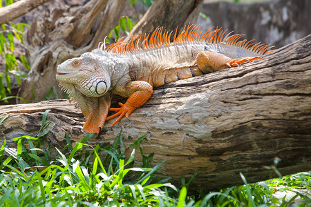 分支坐在树上的蜥蜴爬行动物森林热带图片