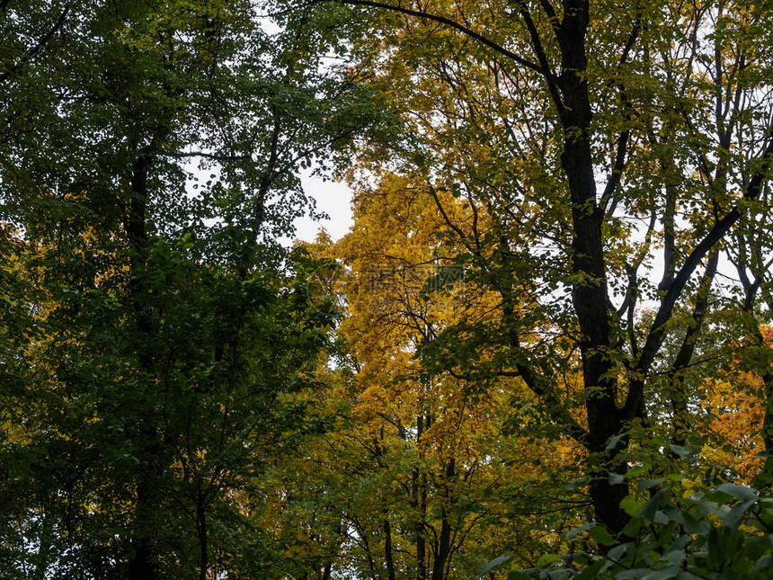 落下生动金的秋树冠图片