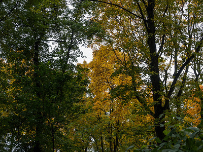 落下生动金的秋树冠图片