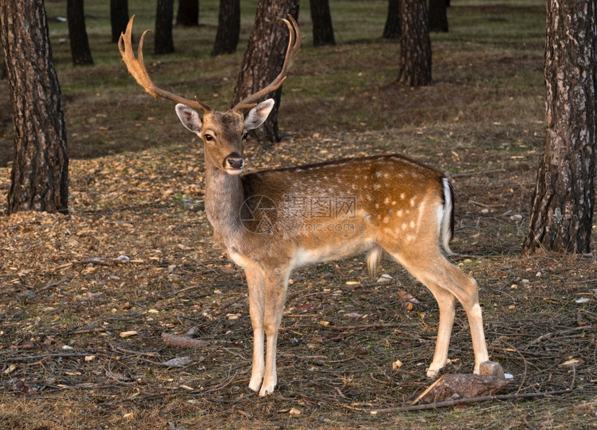 身体哺乳动物小鹿日落时在森林中鹿图片