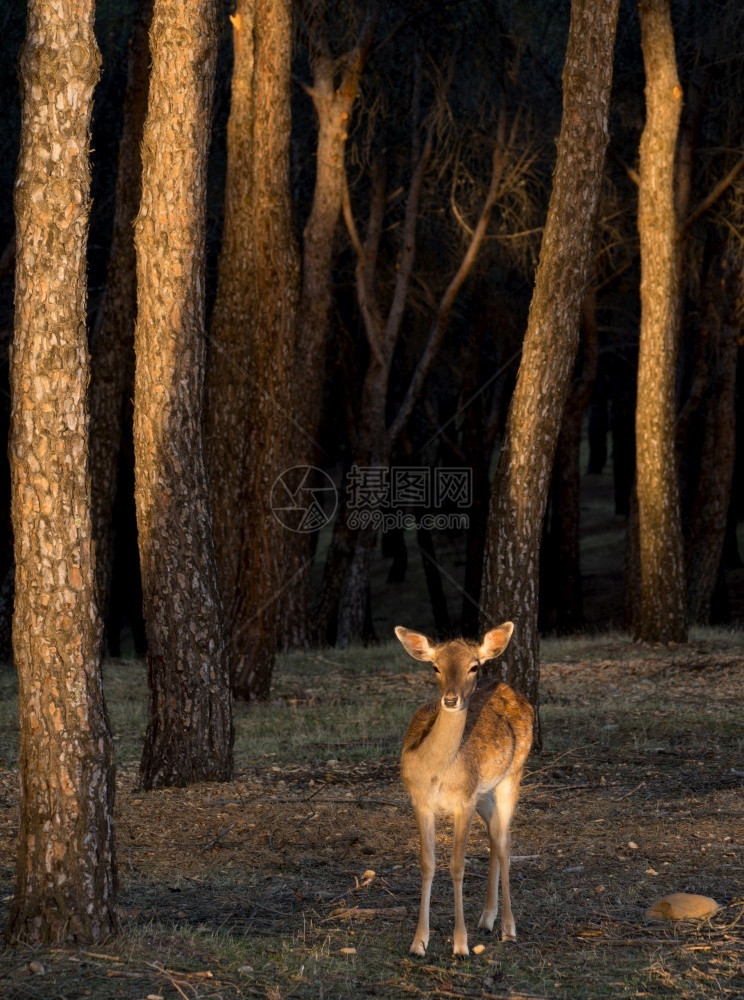 日落时在森林中的鹿毛皮谨慎公园图片