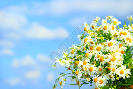 天空纯度蓝背景花束中的白色洋甘菊美丽的花束与白色洋甘菊花夏季白色田野花特写文本的地方Copyspace蓝天背景花束中的白色洋甘菊背景图片