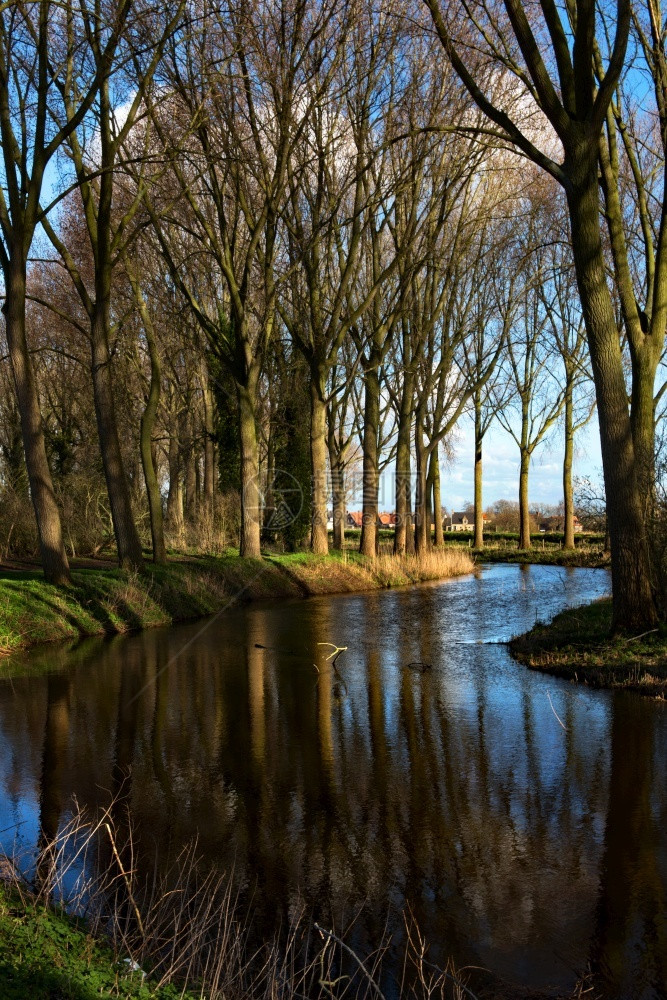 佛兰德斯比利时小村庄Damme的一幅闪光林地景象环境观图片