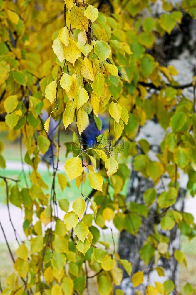 十月美丽的秋景散焦背桶上黄秋叶桦树枝的形象公园图片