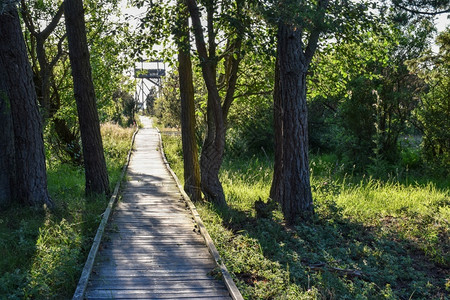 拜耶斯港Wooden人行桥通往奥兰德岛的瑞典自然保护区Beijershamn的一个观鸟塔景田园诗般的地点背景