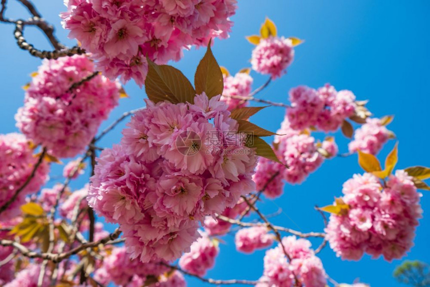 粉色的华丽在曼彻斯特希顿公园春天在樱桃树枝上露出粉红沙仓花朵一种图片