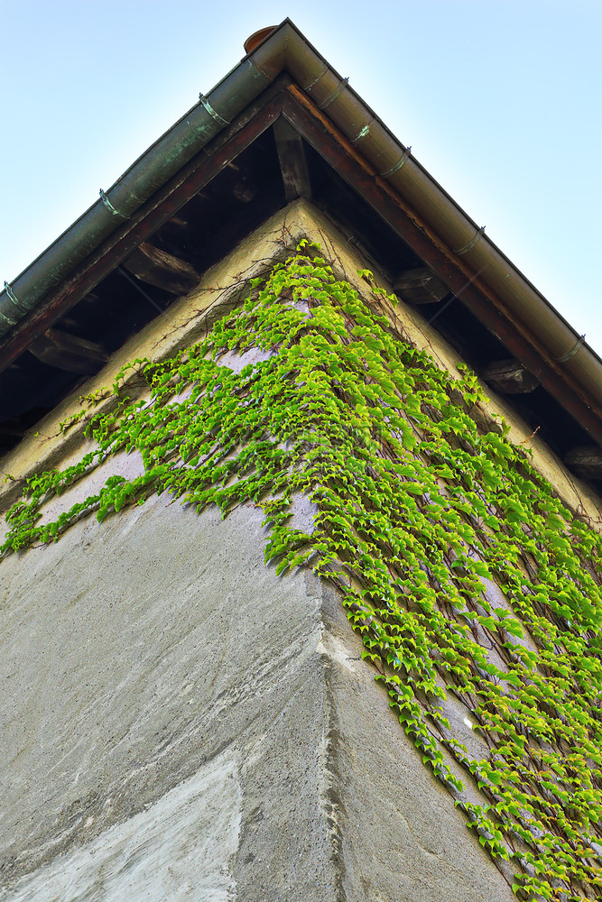 建造在房屋墙壁上生长的野常春藤建筑细节植物学外部的图片