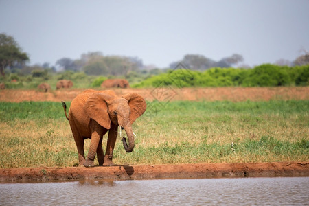 一头红象正在从水坑里喝一头红象正在从水坑里喝苹果浏览器耳朵美丽图片