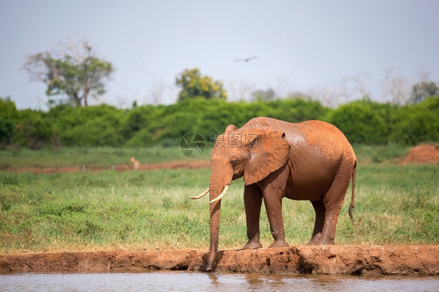 洞一头红象正在从水坑里喝一头红象正在从水坑里喝哺乳动物公牛图片
