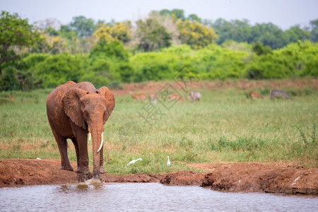 公园非洲人一头红象正在从水坑里喝一头红象正在从水坑里喝树图片