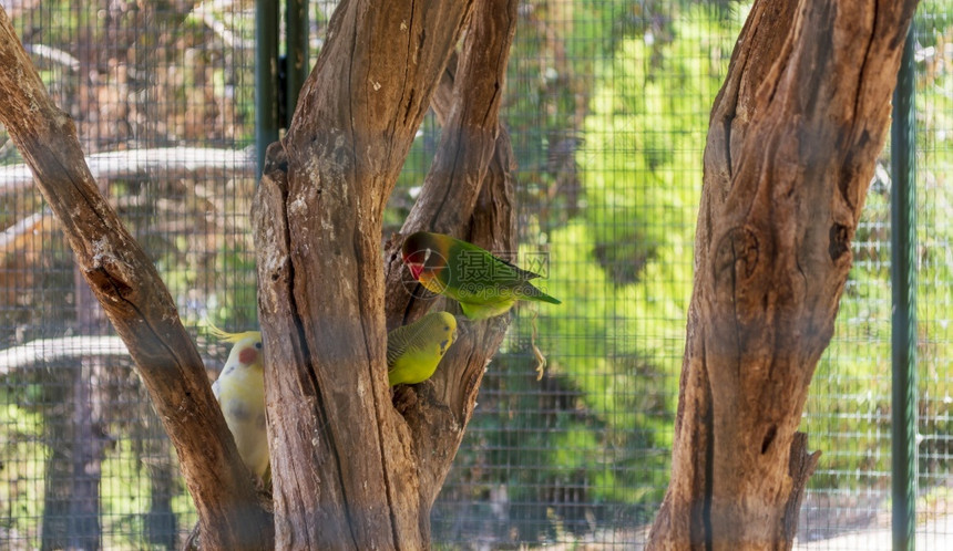 喙绿色在动物园笼子里的多彩鹦鹉希腊有色在动物园笼子里荒野图片