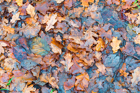 秋天的背景树叶落湿的秋天背景树叶季节水风优美图片