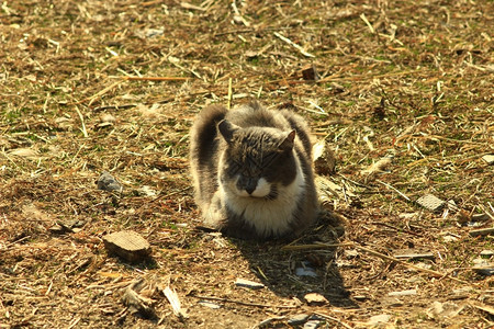 男亲热种类坐在田地上的农村猫坐在里的地面上坐着乡村猫图片