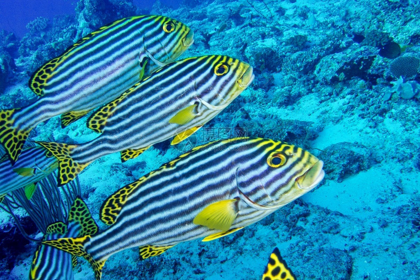 潜水鳍生物多样东方SweetlipsPectorhinchhusoientalis北阿里环礁马尔代夫印度洋亚洲图片