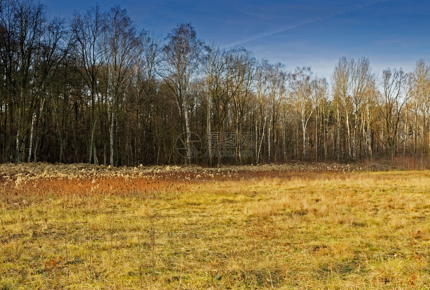 在波兰的NoveberHorizontal风景背下林中草生长过度干茂盛和一堵柏树林墙场地白色的落下图片