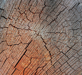 植物切割树干的木材纹理特写橡木历史图片
