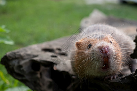 哺乳动物痣花园里的老鼠或大竹根茎背景图片