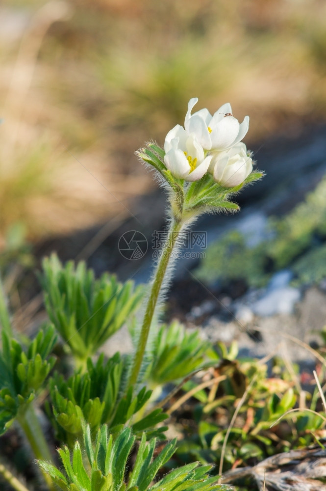 景观牧场白色小花朵在山顶上生长充满活力图片