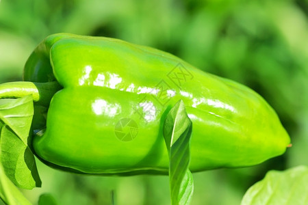 农业绿色甜的种植胡椒物图片