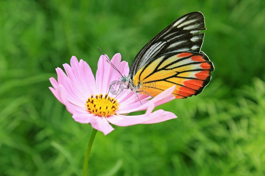 胸部丰富多彩的优美光虎蝴蝶在宇宙花上觅食图片