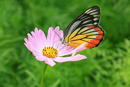 胸部丰富多彩的优美光虎蝴蝶在宇宙花上觅食图片
